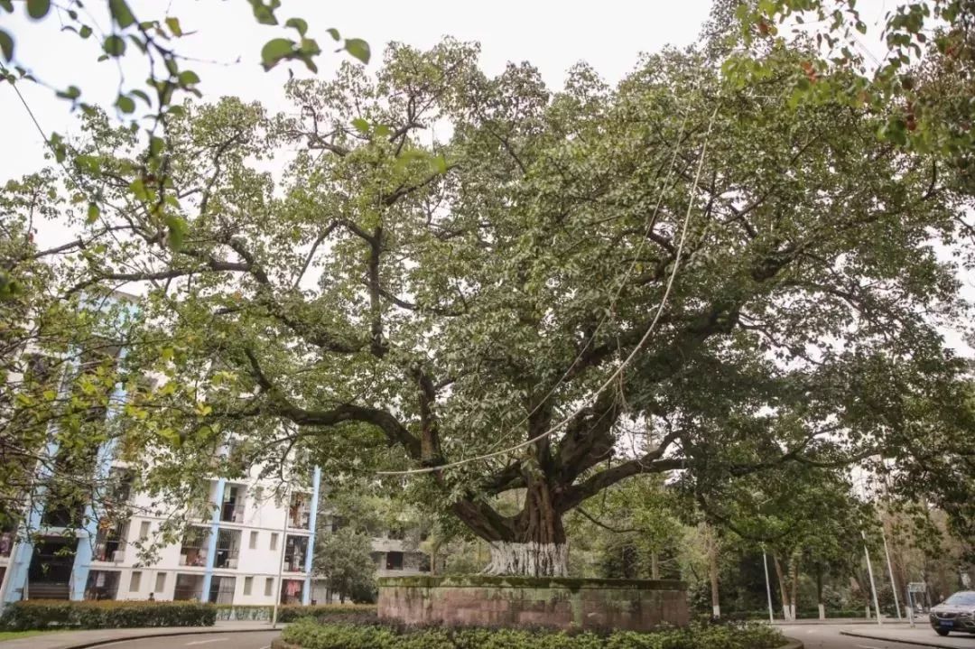 再见宜宾职业技术学院