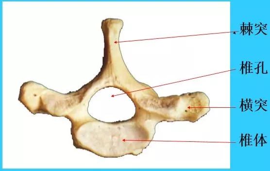 超实用脊椎解剖图解