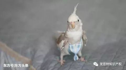 哪里有卖小鸟 558ec39d5b6e4d8b94b96f0238ae99af.jpeg
