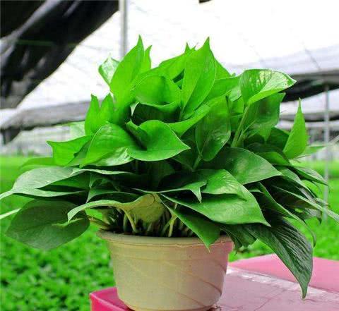 绿萝用什么水浇灌 5e4751a3d8844355946441bee90ebd6c.jpeg