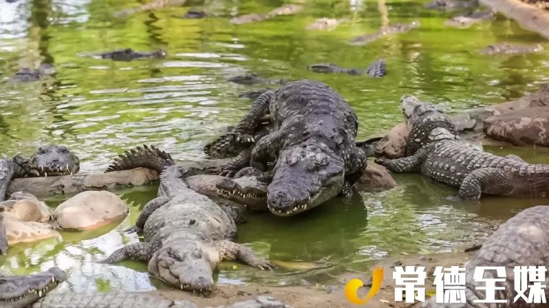 视频| 常德游记:"鳄鱼岛" 休闲度假好去处