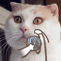 最全可爱猫咪表情合集
