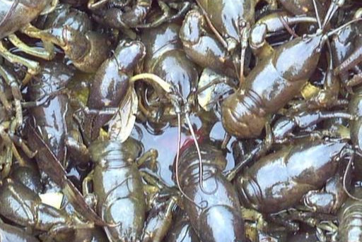 第2种。东北小龙虾蝲蛄。