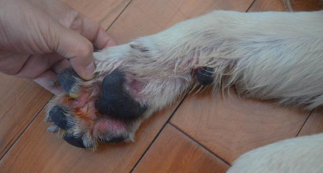 原创狗狗脚垫毛发过长存隐患,趾间炎等三类问题将影响爱犬正常行动
