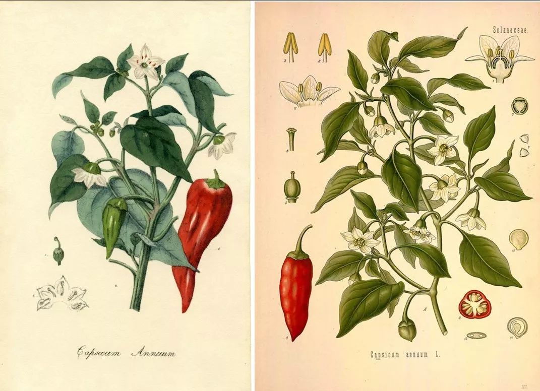 这几种植物，成就了全世界一半的吃货