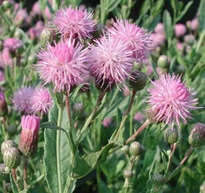 相关名 小吉,七七菜,刺儿菜,小蓟炭.