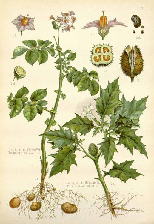 这几种植物，成就了全世界一半的吃货