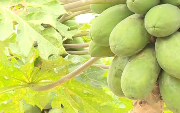 木瓜怎么吃丰胸才有效果 83a9294f00cd478686224ff48e082198.jpeg