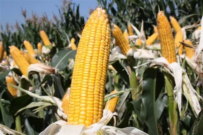 这几种植物，成就了全世界一半的吃货