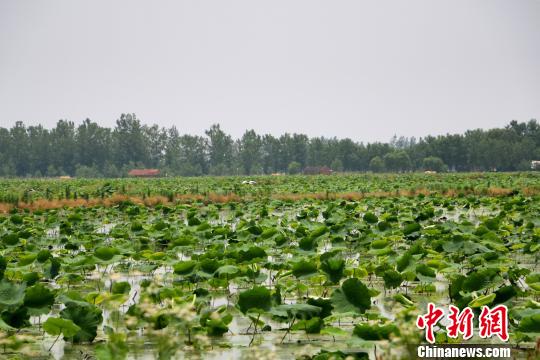 霍邱县有多少人口_暖心 有情有义霍邱人