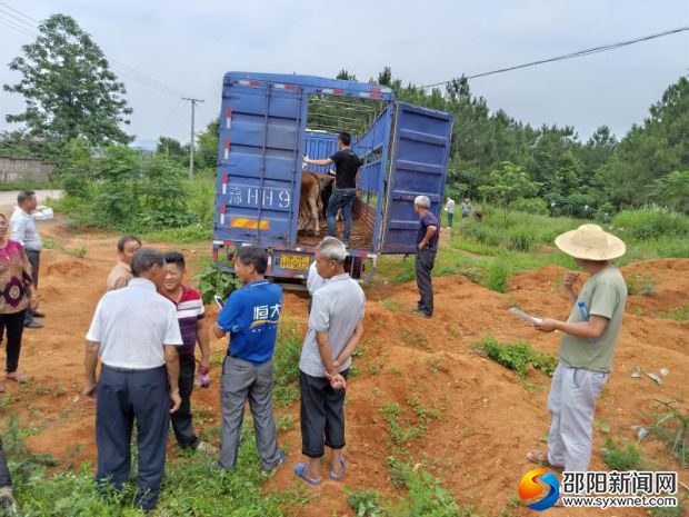 邵阳县谷洲镇:打好产业扶贫"组合拳"