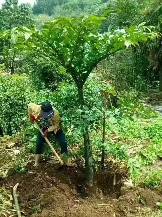 种魔芋这样做病害少产量高致富飞快