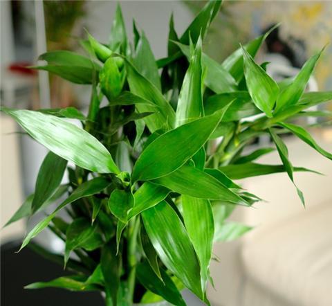 养富贵竹,用1种"药"水,呼呼疯长,根肥叶绿,节节高