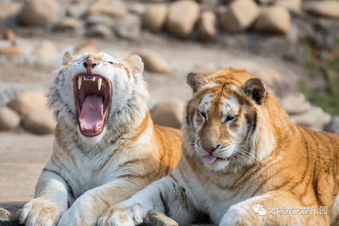 从一路狂野到野性非洲 提前探秘龙之梦动物世界车行区