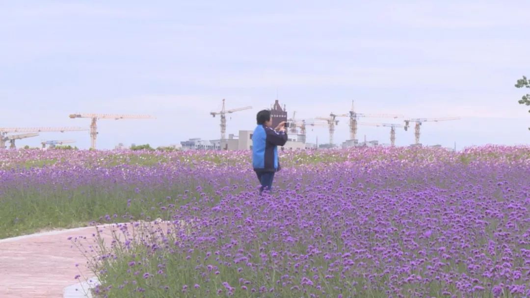 上海之鱼花海初绽放湖畔初夏美如画