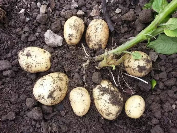 这几种植物，成就了全世界一半的吃货