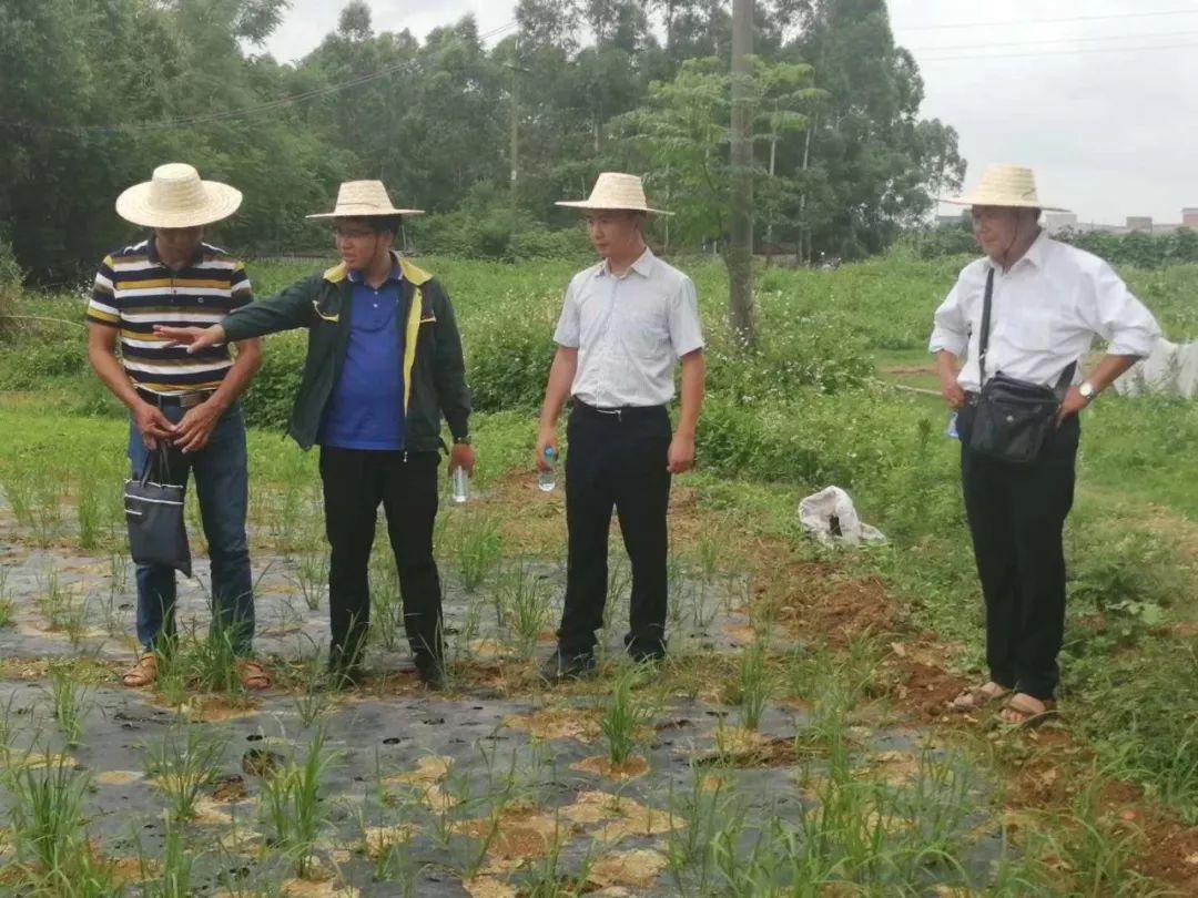 苏圩佳棉村人口_苏圩镇联英村奚秋发图