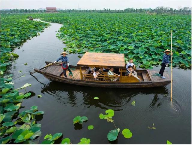 盛夏的荷塘月色湿地公园,除了能够在观荷台一赏这荷塘的盛景,还能步入