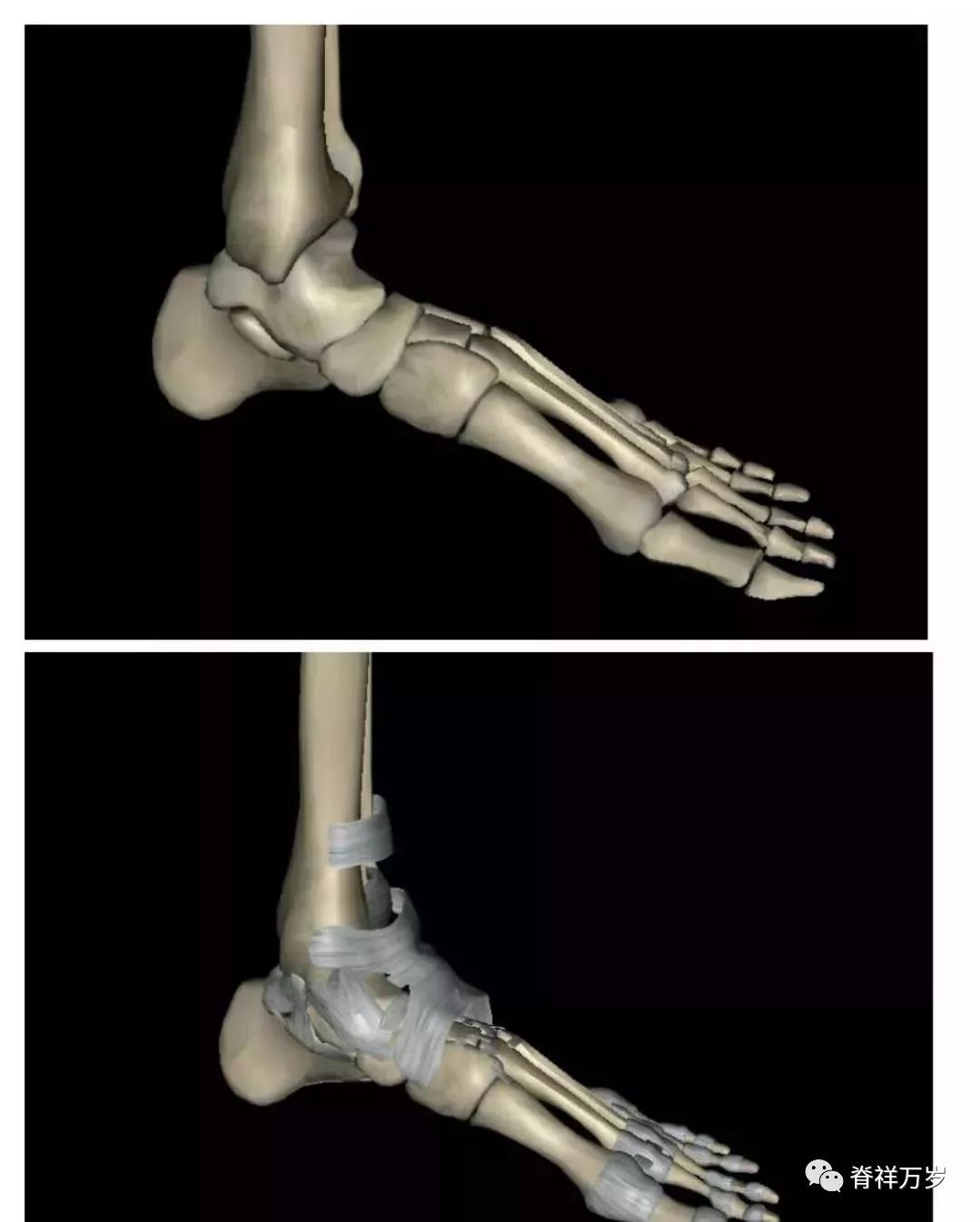 左脚内侧关节和韧带踝关节解剖大家自己参照下图,可以比照自己鞋子的