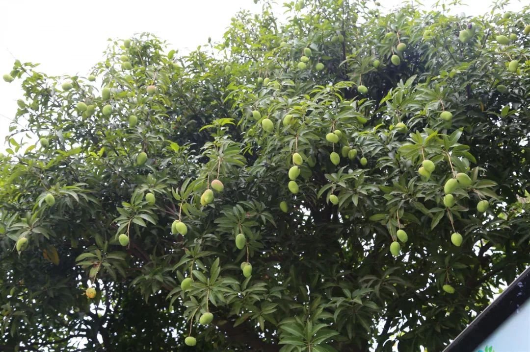 清溪香芒路"绿化芒"又成熟了!听说重金属超标?到底能不能吃?