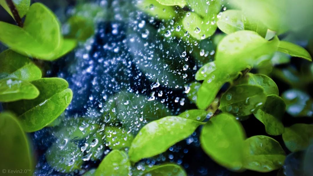 夏天的雨落在古诗词里,浸润了整个流年!