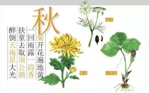 小不点白菜