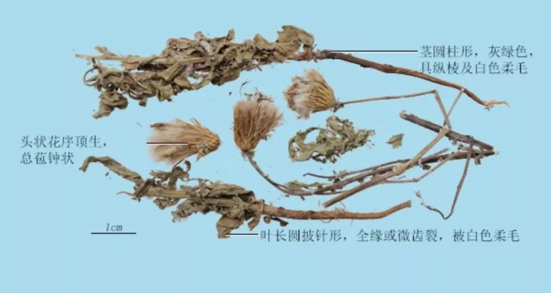 相关名 小吉,七七菜,刺儿菜,小蓟炭.