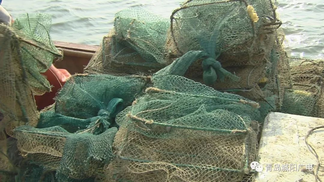 休渔期|城阳区严厉打击违法捕捞 坚决保护胶州湾渔业资源