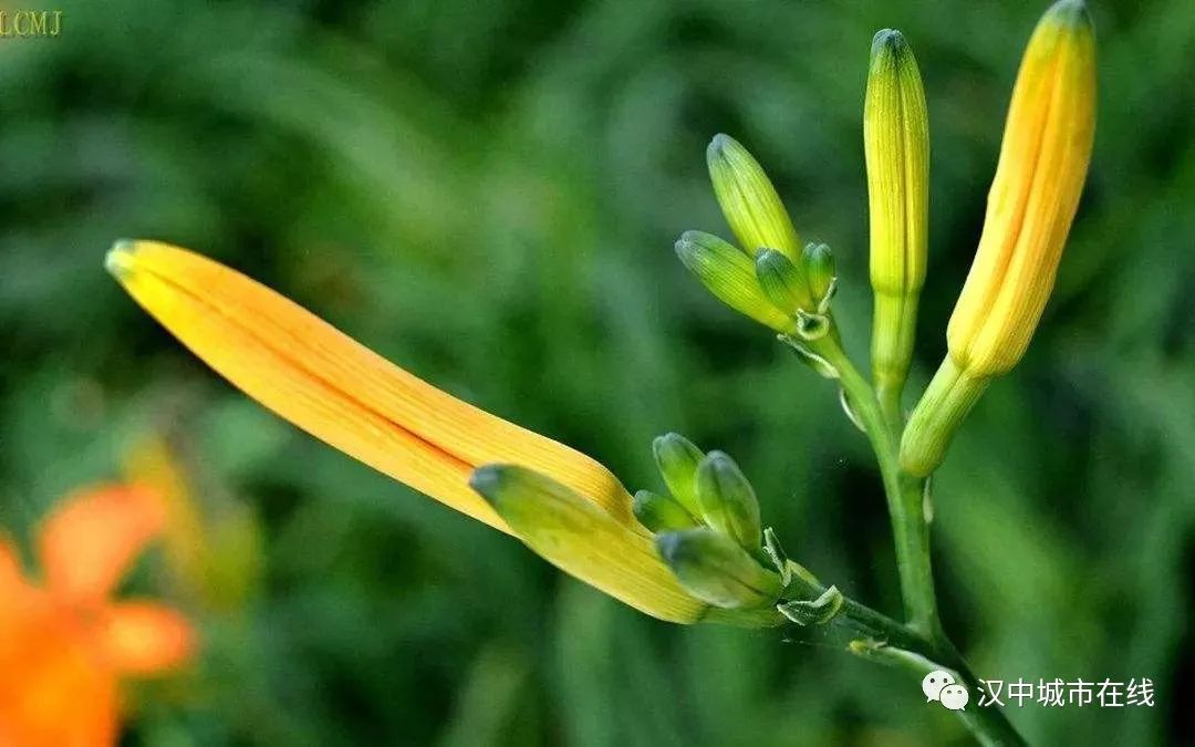 椿什么成语_椿长什么样子图片(3)