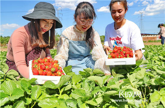 成功举办了草莓采摘节,大樱桃采摘节等多个活动,吸引了大批游客前来