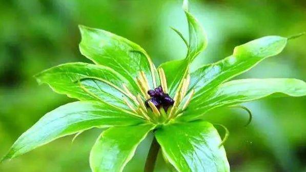 疱疹用什么中草药 e2a79c067f9b40b3af750dd4edcf23eb.jpeg