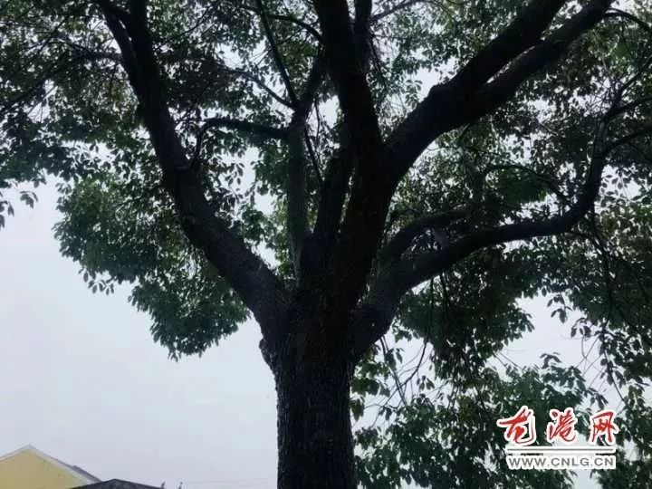 龙港一位村民家里风水不顺,要砍掉这株树!