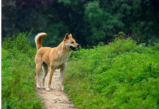 身为国犬,为什么就中华田园犬不能办狗证?网友:性格决定命运