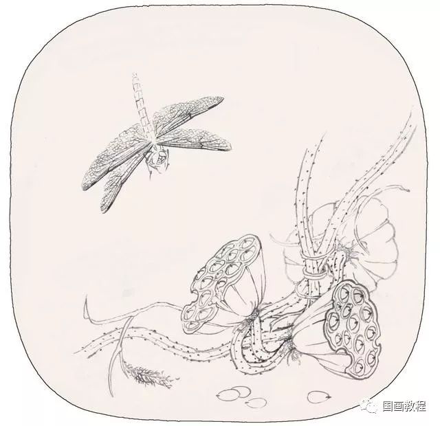 【国画教程】蜻蜓的工笔画教程:分步骤讲解蜻蜓工笔画