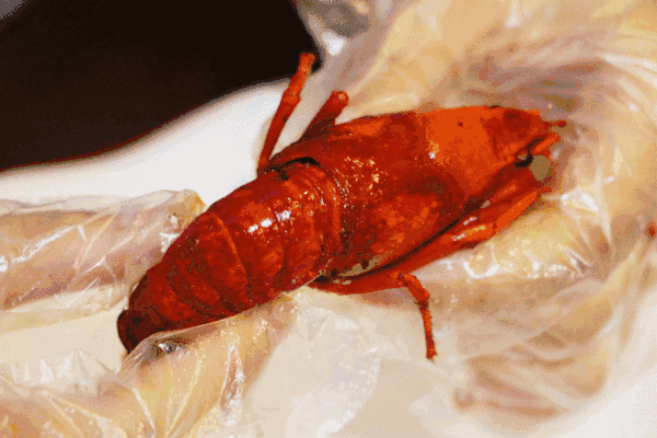 ebc049bf297c44fd98bc66ad0405ebce.gif