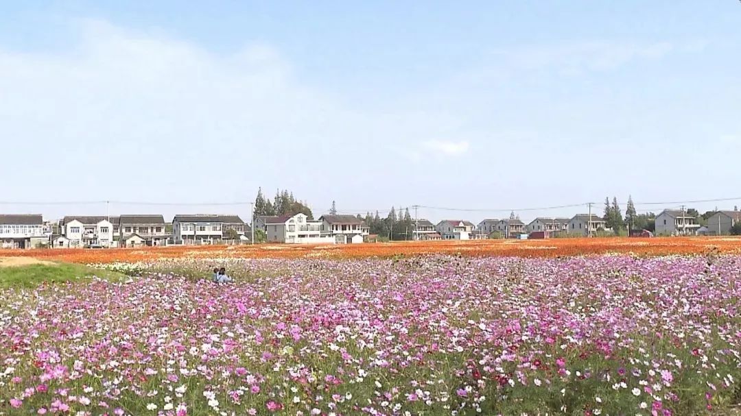花海风车,龙虾垂钓,农家美味……"网红圣地"北新花海颜值再刷新,快来