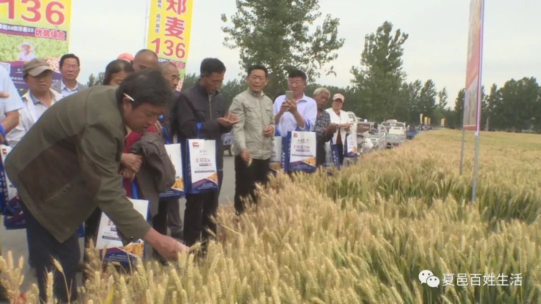 国审郑麦136优质小麦新品种观摩会在我县举行