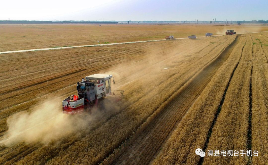 丰收啦滑县百余万亩小麦正式开镰收割