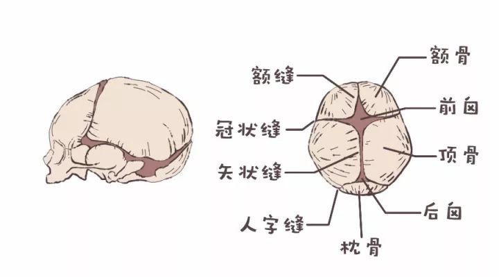 8,囟门凹陷,搏动明显,正常吗?