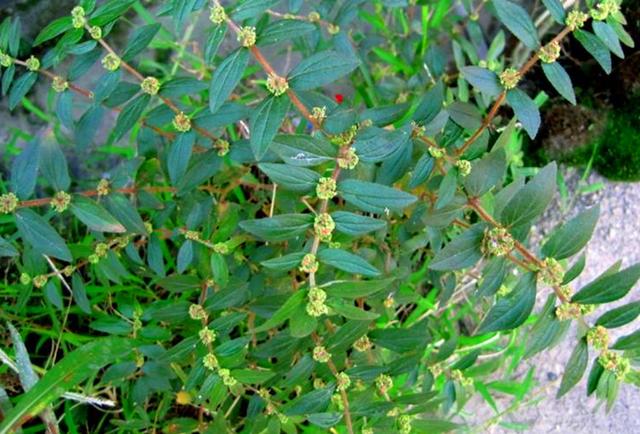 农村这野草叫"大飞扬草",是很好用的药草,对湿疹有很大的帮助