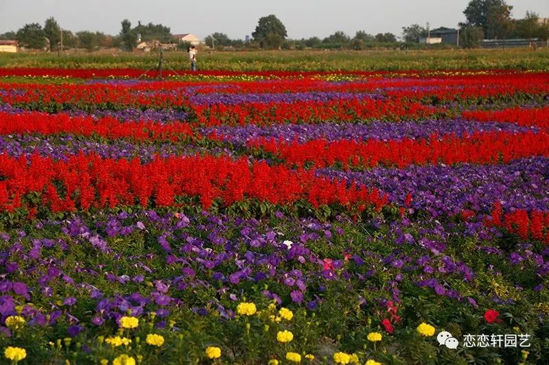 三个月打造国庆节花海恋恋轩帮你实现花海梦