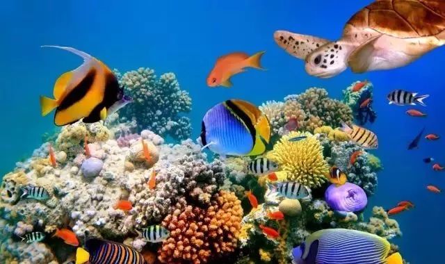 走进深蓝 | 世界海洋日——神奇的海底世界,美丽的海洋生物