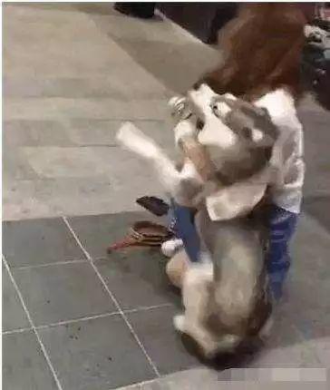 哈士奇跟美女打闹,被美女打屁屁,网友:我的重点