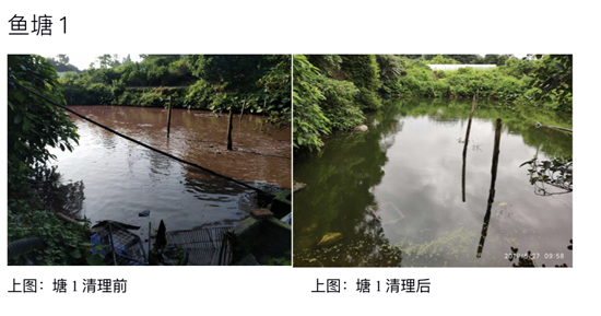 广州南沙黄山鲁森林公园下养塘鲺 深湾水库黑臭鱼塘被端了