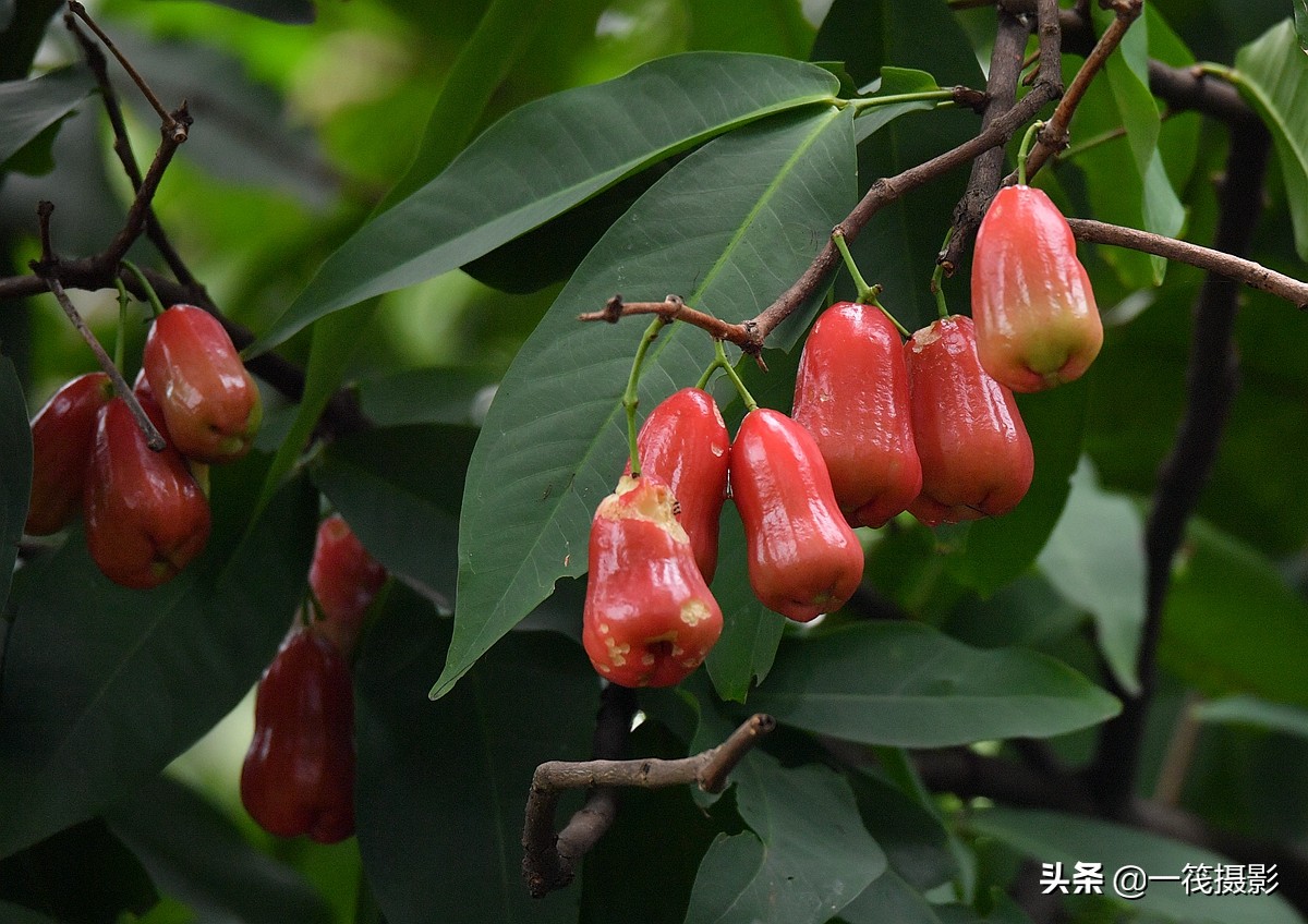 满树的莲雾,热带水果,食之无味,弃之可惜