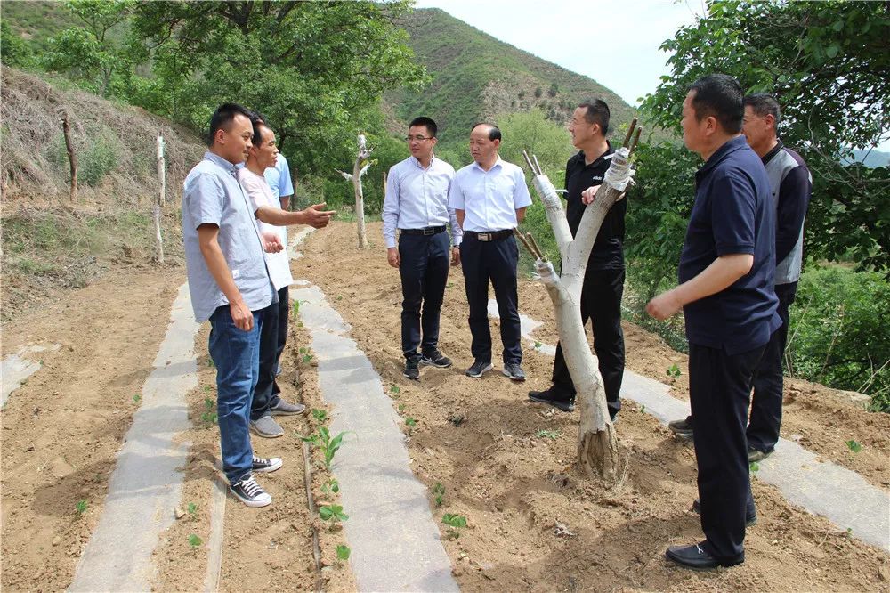 冯栋平就圪台乡绿色产业发展现状,提出了三点期望:一