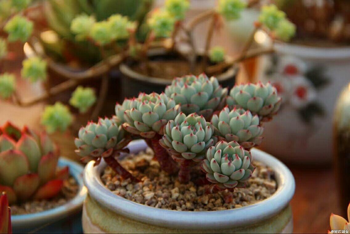 多肉怎么样才能让它爆盆 1d093201b22241c8918e6ba82a2bc1b4.jpeg
