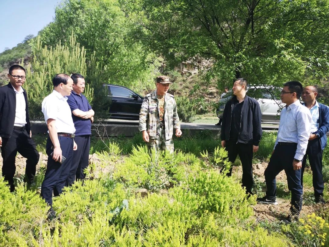 冯栋平先查看了马场村中药材和露地蔬菜种植情况,温