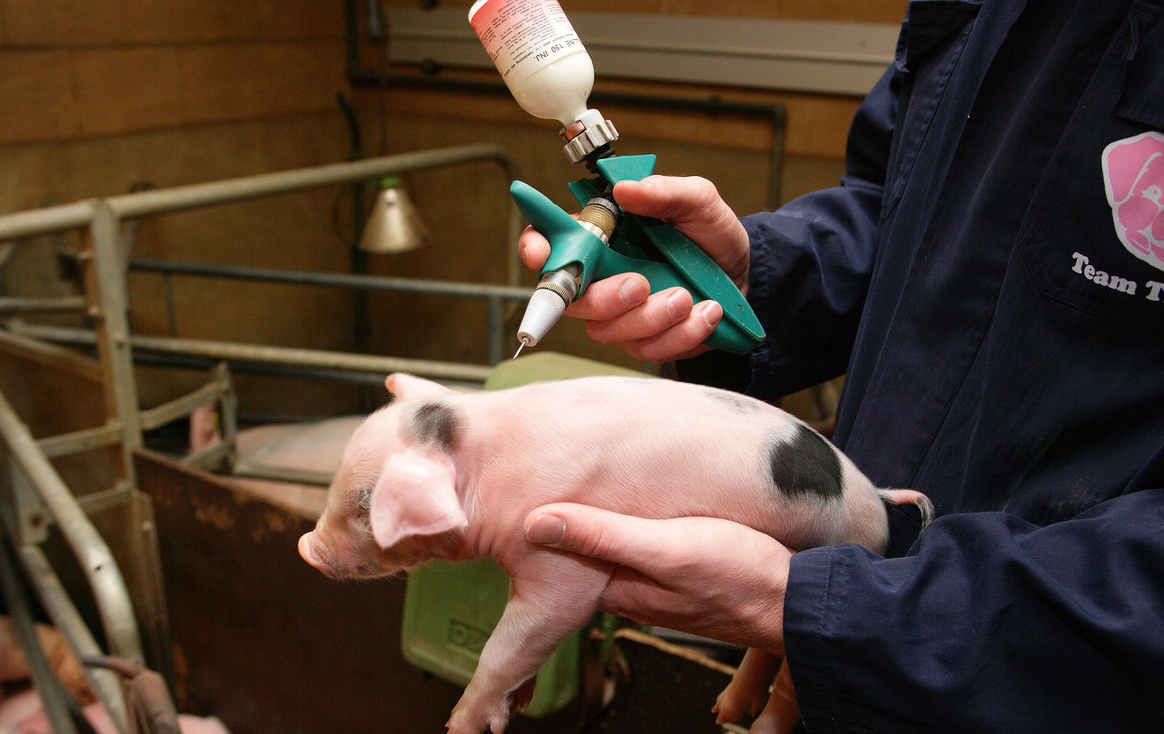 1,猪油皮病多发于出生7天到30天的仔猪,皮肤呈油脂状,又粘又湿,之后