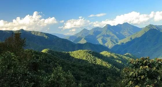 茶山茶识那些不得不提的茶山山头之昔归